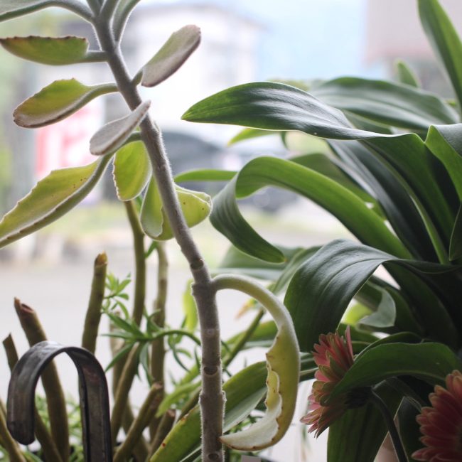 Banner1